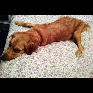 Meet your Posher, Ambrosse